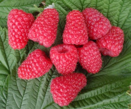 The Raspberry Breeding Consortium’s programme is supported by the underpinning science of the James Hutton Institute.