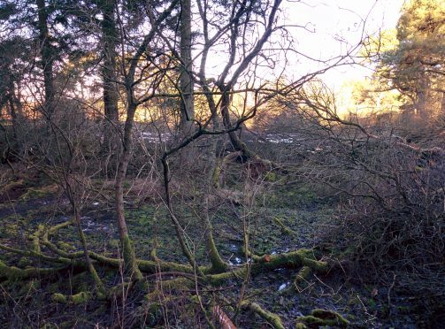 The site at Monikie.