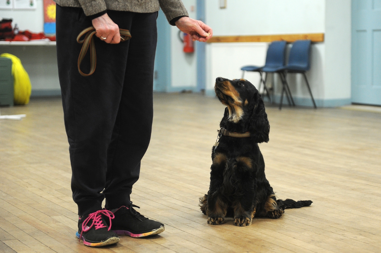 Sit! Stay! How Tealing's Dog Whisperer brings animals (and their owners