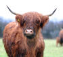 A lot of people think of Highlanders as hobby cattle which don’t make money.