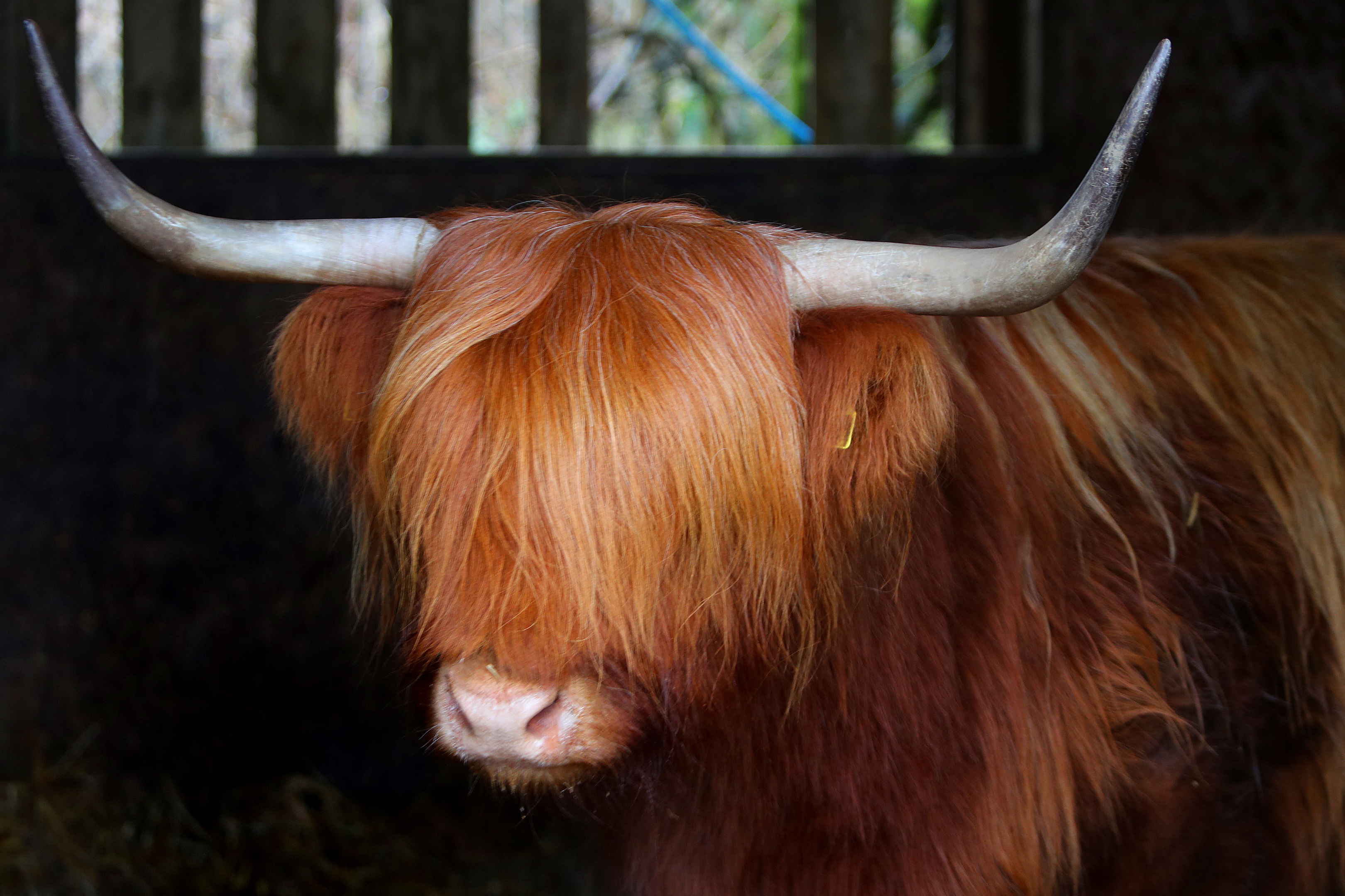 The Rannoch fold of Highlanders can be seen at most of the summer shows