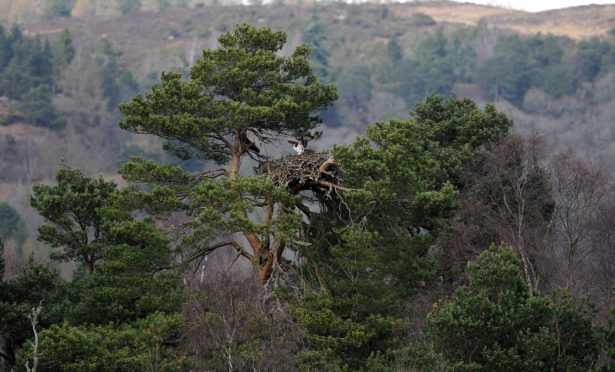 Ospreys at Loch of the Lowes  in 2017.