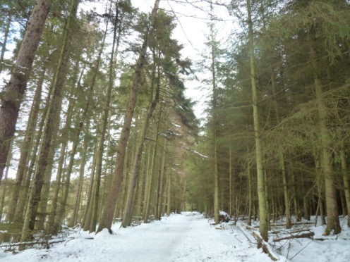 Crombie Country Park offers attractive woodland walks.