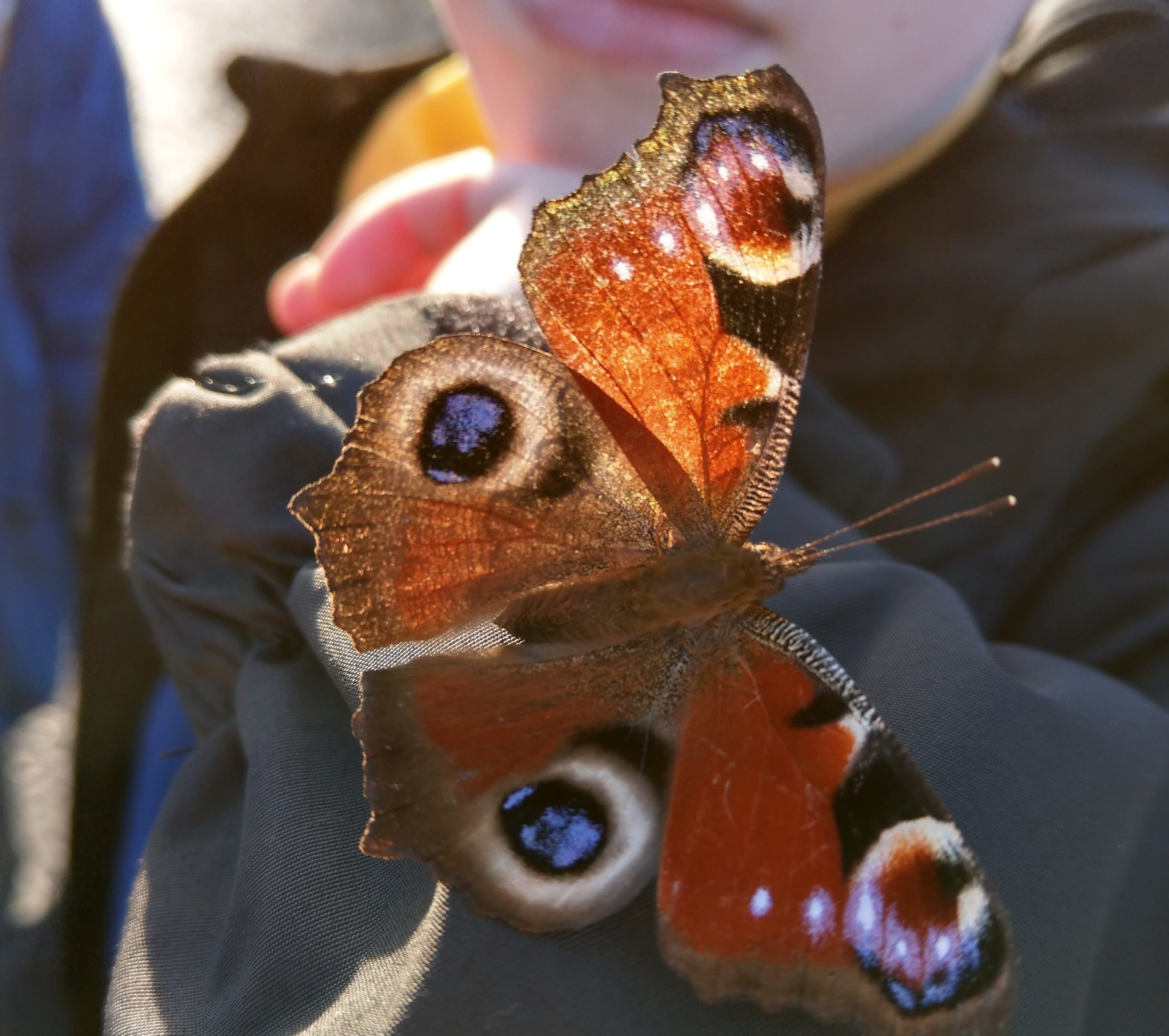The peacock butterfly spotted in Leven on January 26.