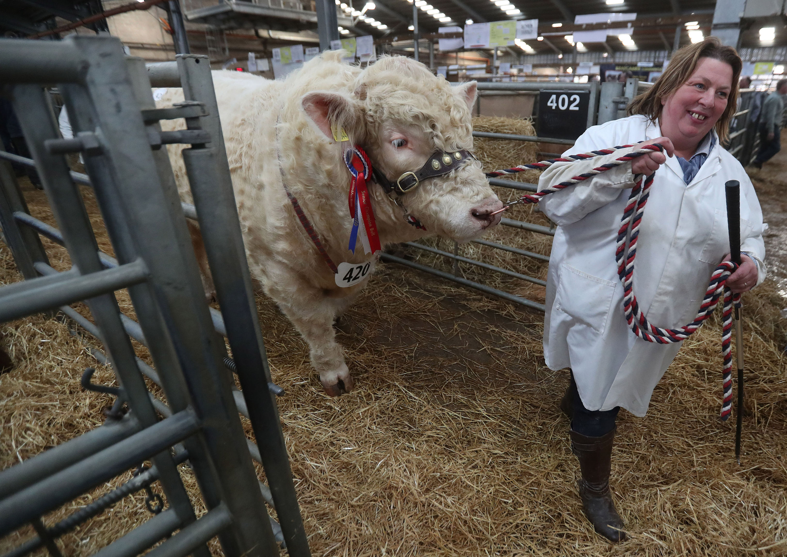 Tracey Nicoll with her champion Charolais bull Balthayock Minstrel at the Stirling Bull Sales.