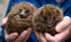 Sandy Boyd of Wormit Hedgehog Care Centre with the two youngsters
