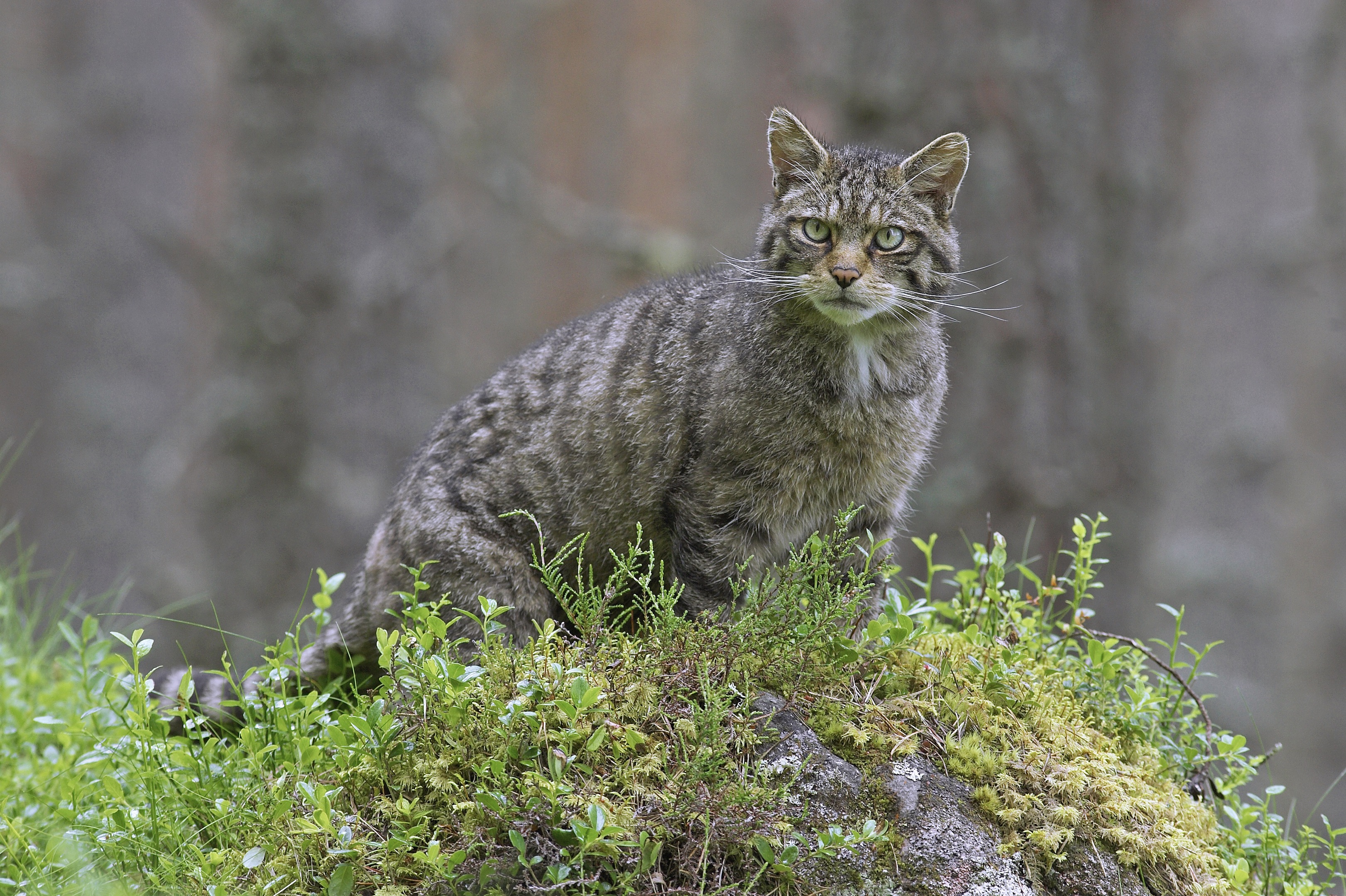 A Scottish wildcat.