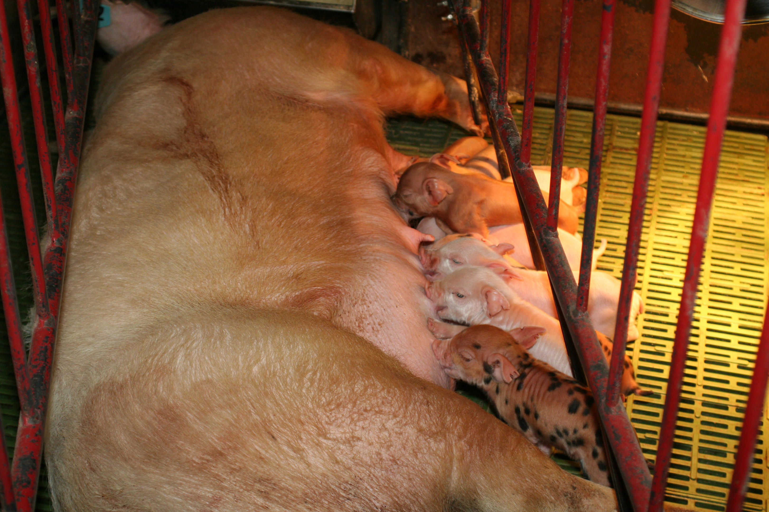 Sow farrowing crates would be banned under the Labour Party’s proposals.