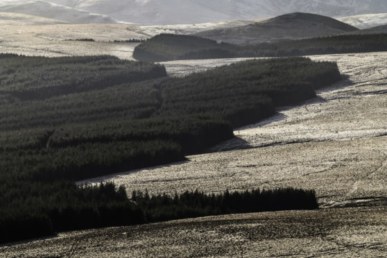 The planting of commercial forestry on hill land in the south of Scotland has been controversial.