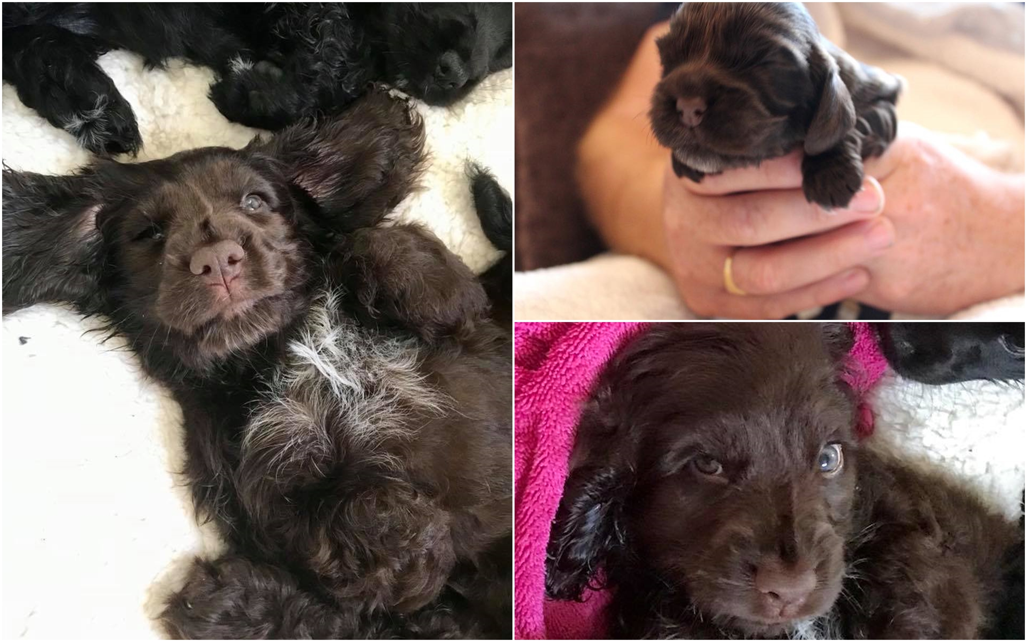Photos of Poppy from her short life.
