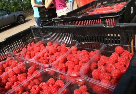Raspberries picked in Angus, which are bound for British supermarkets.