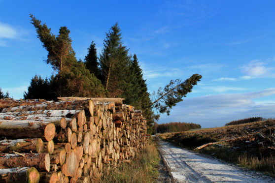 The volume of Scottish timber to be harvested is predicted to rise by 14% by 2025.