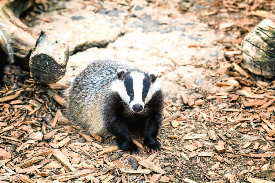 Badgers are treated appallingly by people, says Jim.
