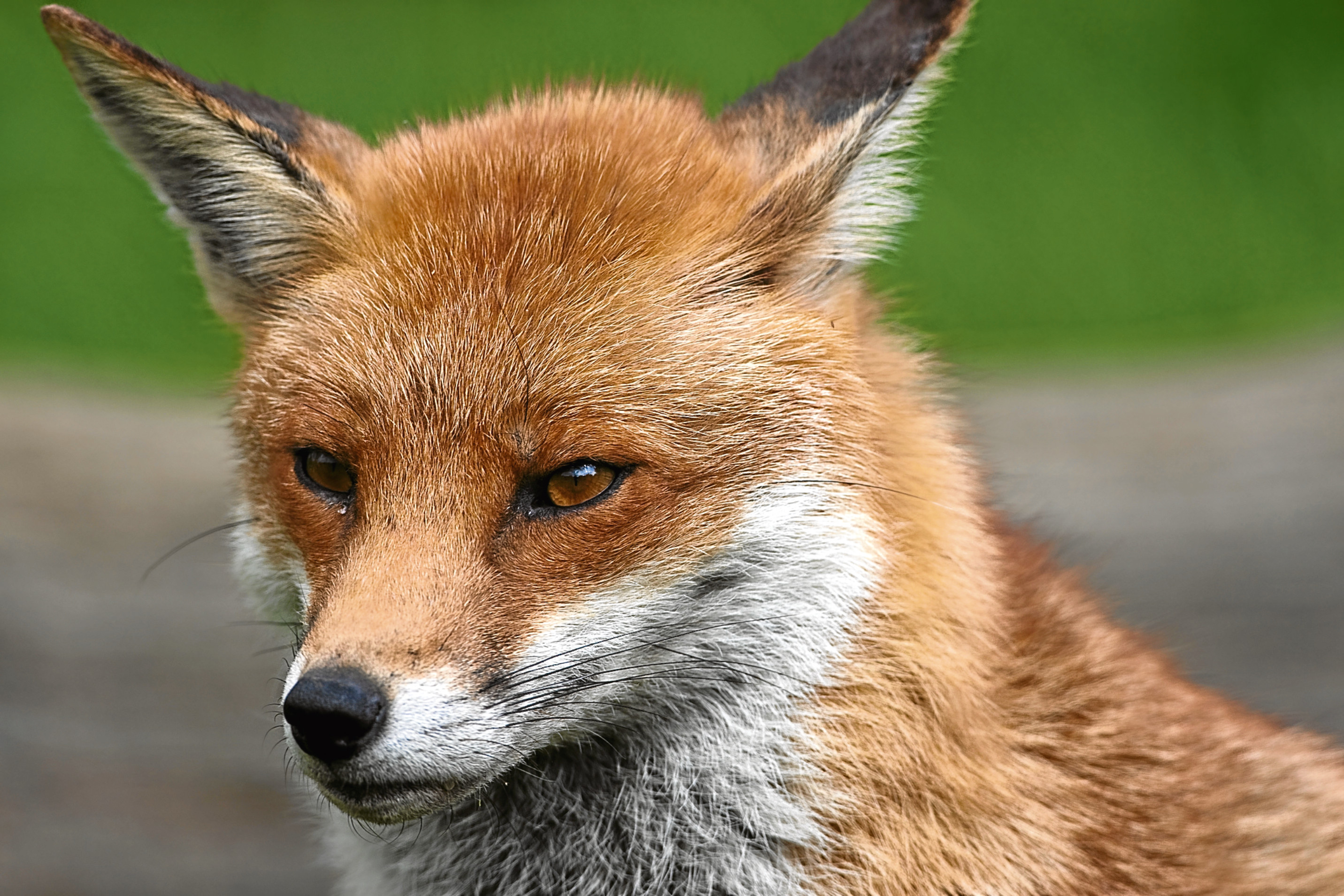 Jim has an idea to highlight the plight of the red fox across the UK: An eight-hour, prime-time series called Red Planet.