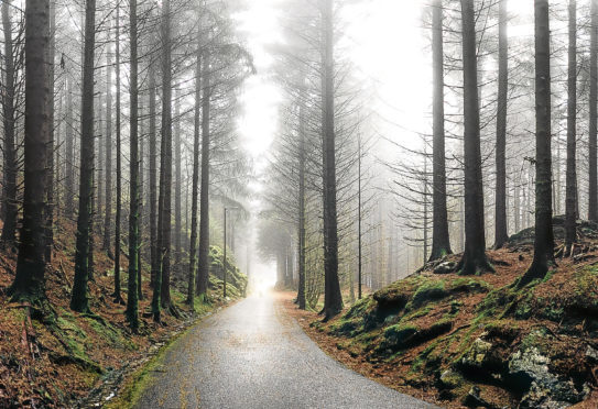 A photo of a forest road going thorough a forest in Bergen, Norway. A person on a bicycle is driving far in the dust. Atmosphere of magic and mystery.