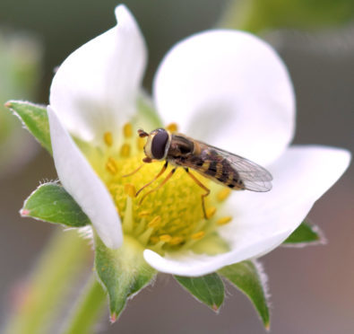 Research suggests hoverflies act as strawberry flower pollinators and natural aphid predators.