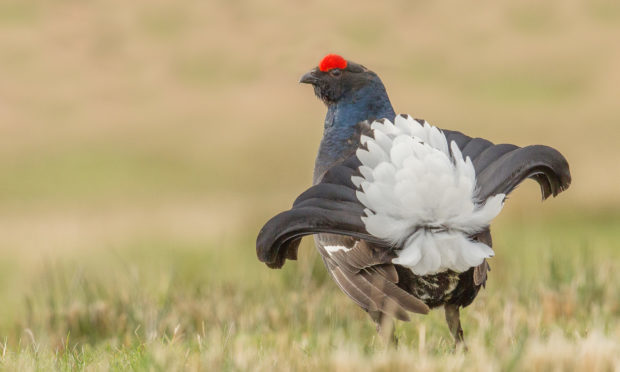 A black grouse.