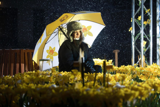 A visitor takes a look at the 'Garden of Light', which is 4000 illuminated daffodils created by Marie Curie to launch their Great Daffodil Appeal, in Paternoster Square, London.