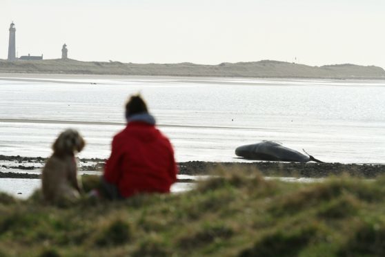 The whale on Monifieth Beach, near Buddon Ness today.