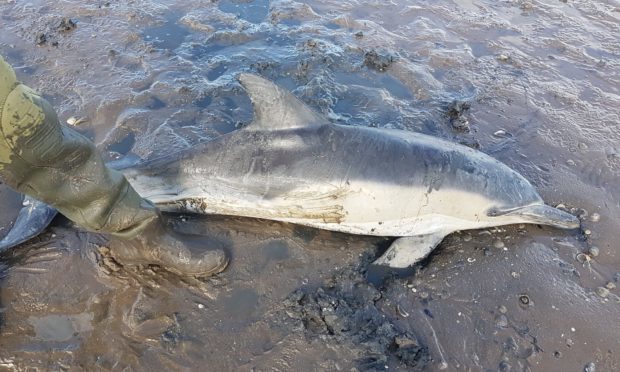The young dolphin was stretchered back into the sea on a jacket