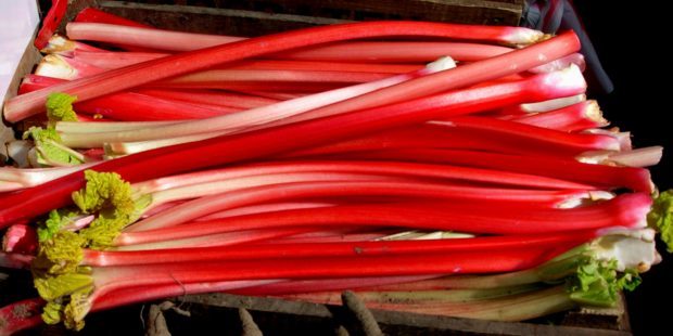 Fresh picked forced rhubarb