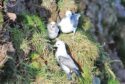 Fulmars nesting.