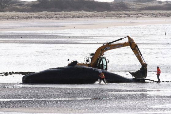 The dead whale at Barry Buddon beach.