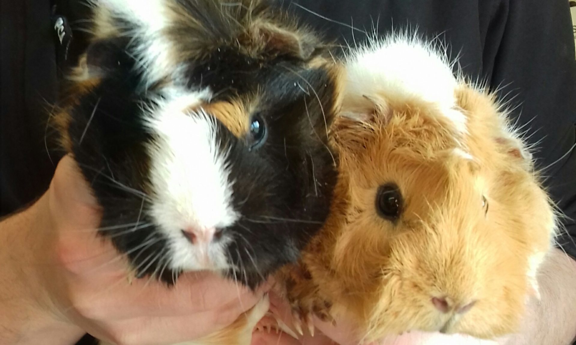 Guinea pigs Robyn and Susan were dumped in their cage in a Glenrothes garage