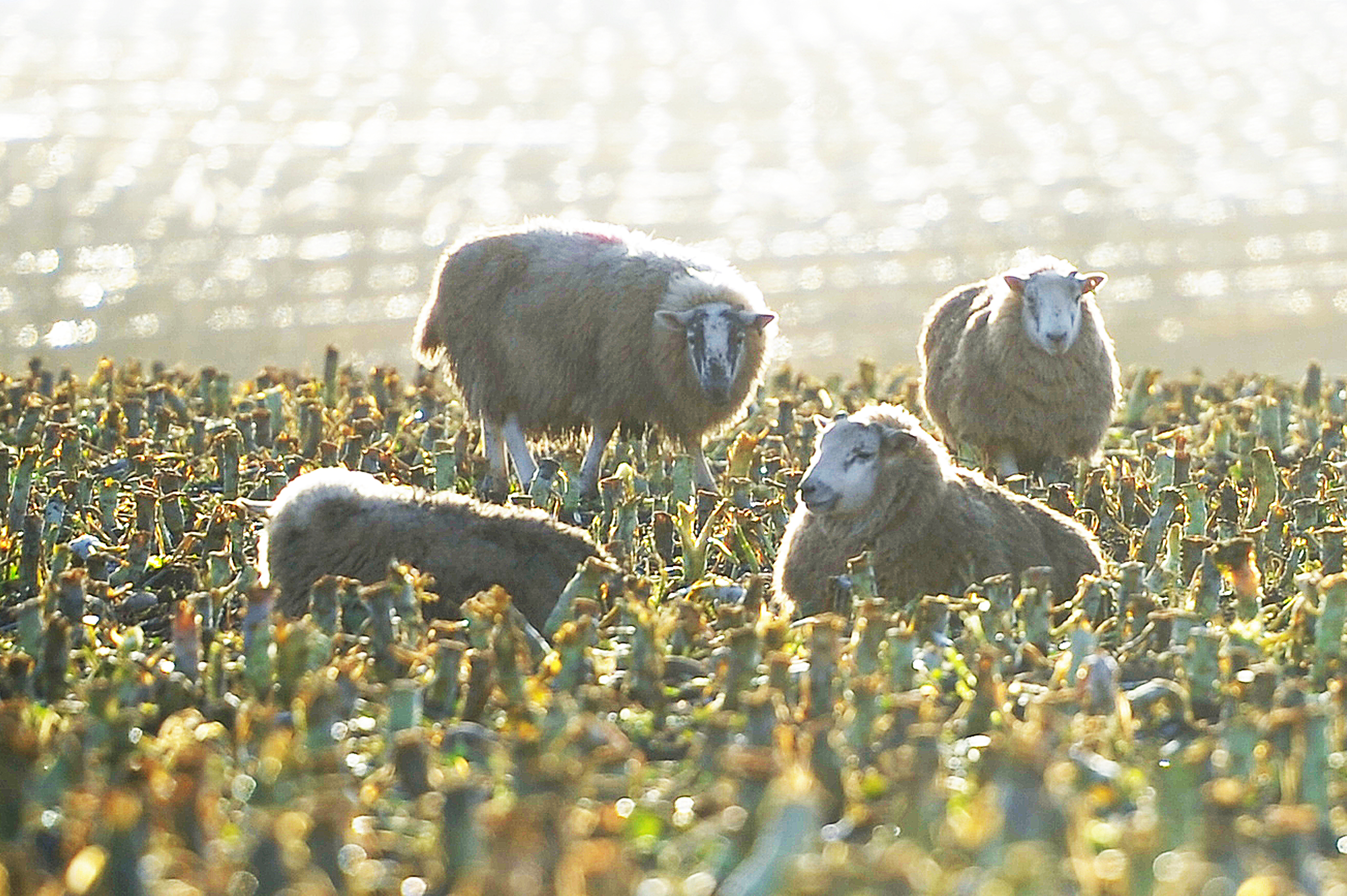 Brexit is expected to impact on the sheep sector.