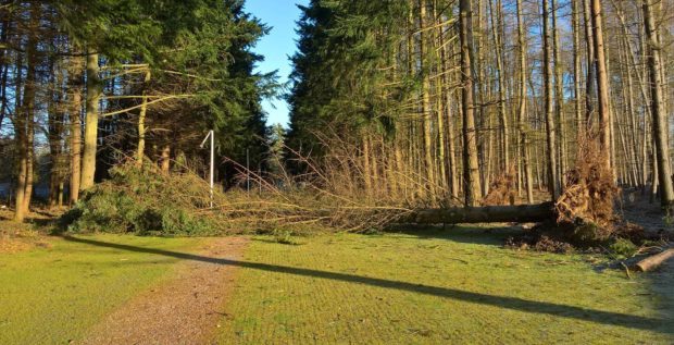 Pic of fallen tree near Perth Crematorium.