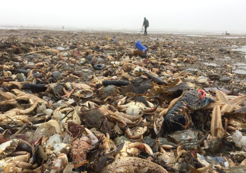 Dead sea creatures washed up on the Yorkshire coast