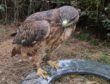 Amber the red-tailed buzzard