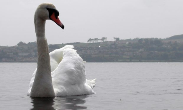 One of Broughty Ferry's much-loved swans.