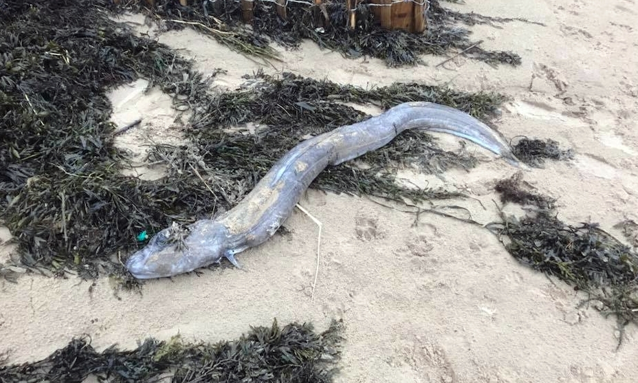 The conger eel found at the West Sands.