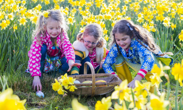 Girls taking part in an Easter egg hunt in a field of daffodils.