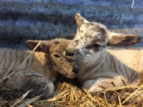 These two lambs arrived safely, indoors, at Craigduckie Farm in Dunfermline in early March