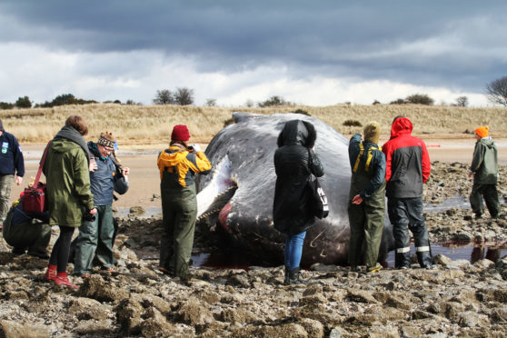 The sperm whale which washed up near Monifieth