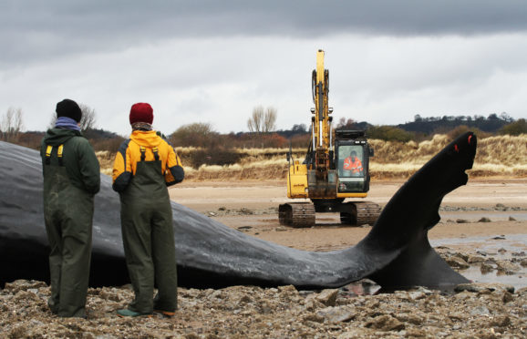 The whale on the beach at Barry Buddon.