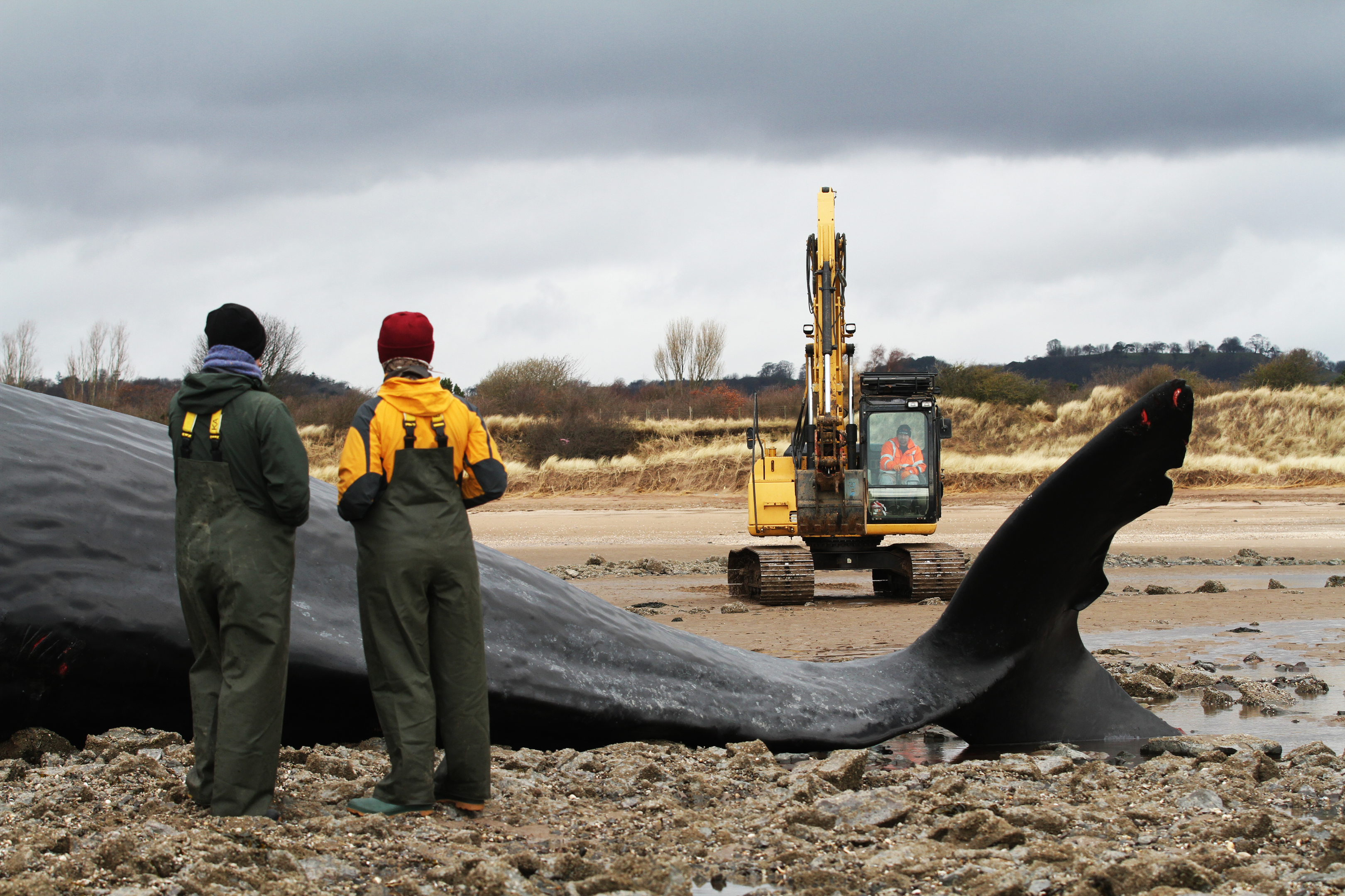 The dissection and burial of a beached whale which ended up on Monifieth beach.