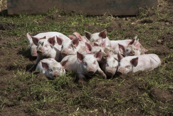 Tail biting results in pain and sickness for bitten pigs and severe economic losses for farmers.