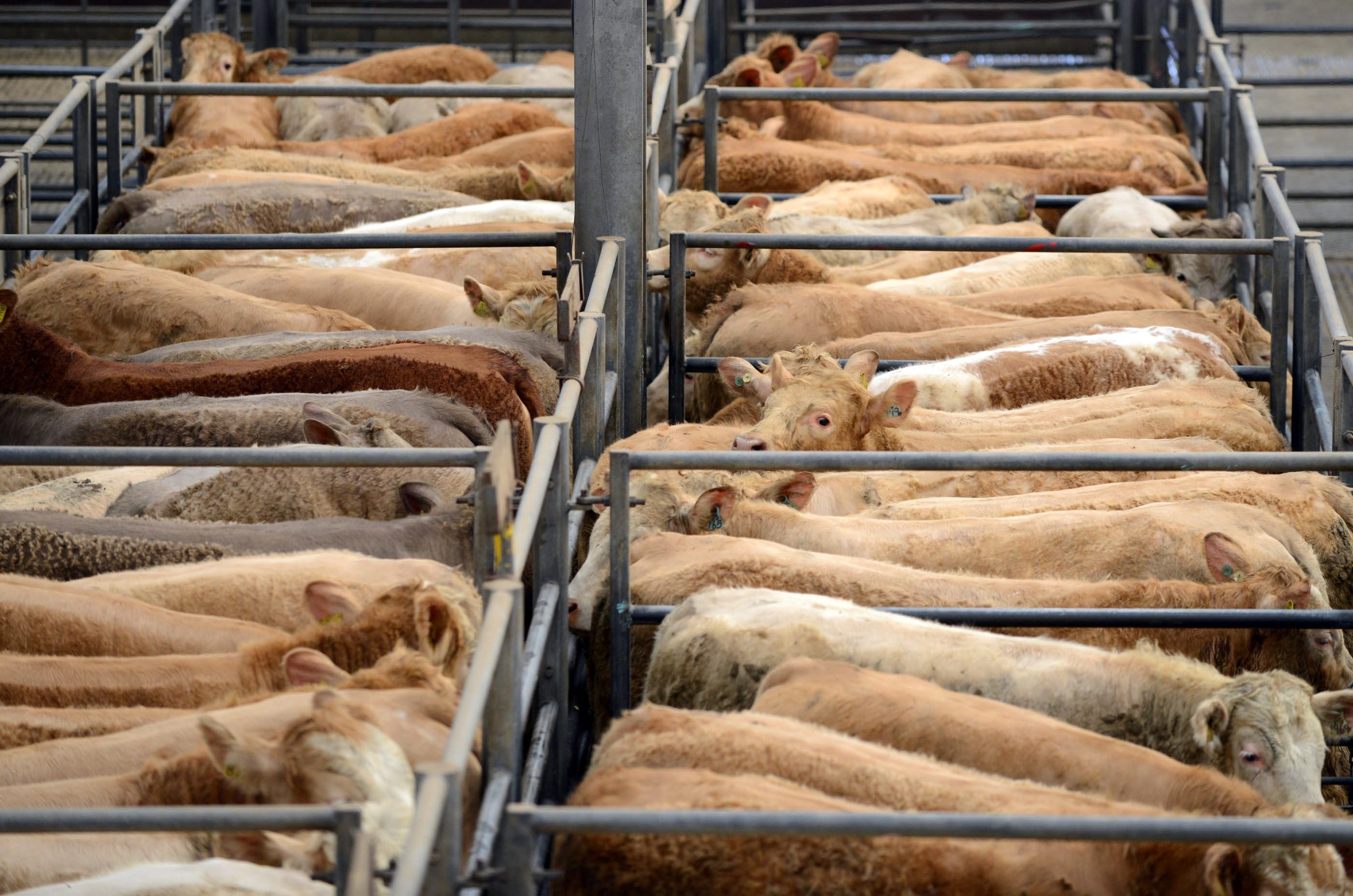 Defra has launched a traceability system for farm livestock in England.