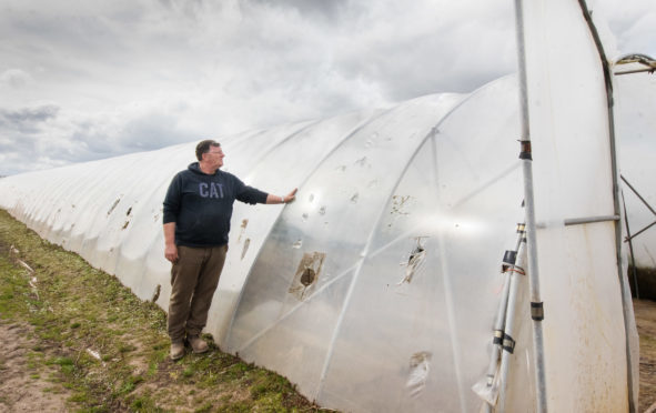 Farm manager Allen Innes inspects damage at East Seaton Fruit Farm, Arbroath.