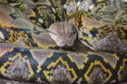 A python can use its unique patterned skin to evade predators.
