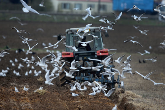 GOOLE, UNITED KINGDOM - MARCH 25:  Seagulls scavenge for food as a farmer ploughs his field in the East Yorkshire countryside on March 25, 2014 in Goole, United Kingdom.  (Photo by Christopher Furlong/Getty Images)