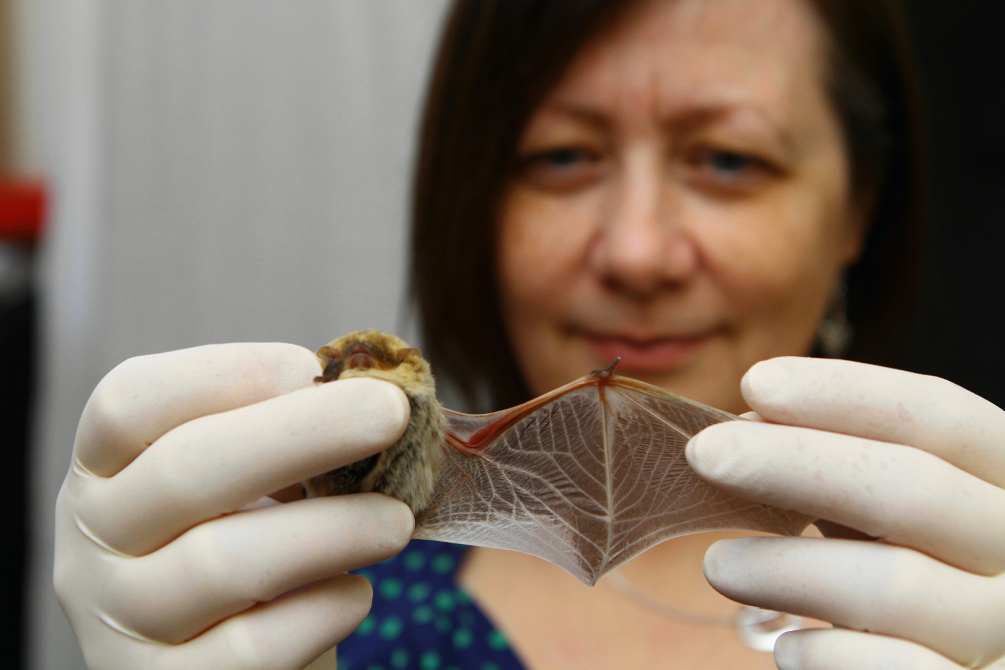 Tracey Jolliffe with one of the bats at her home in Kirkcaldy.
