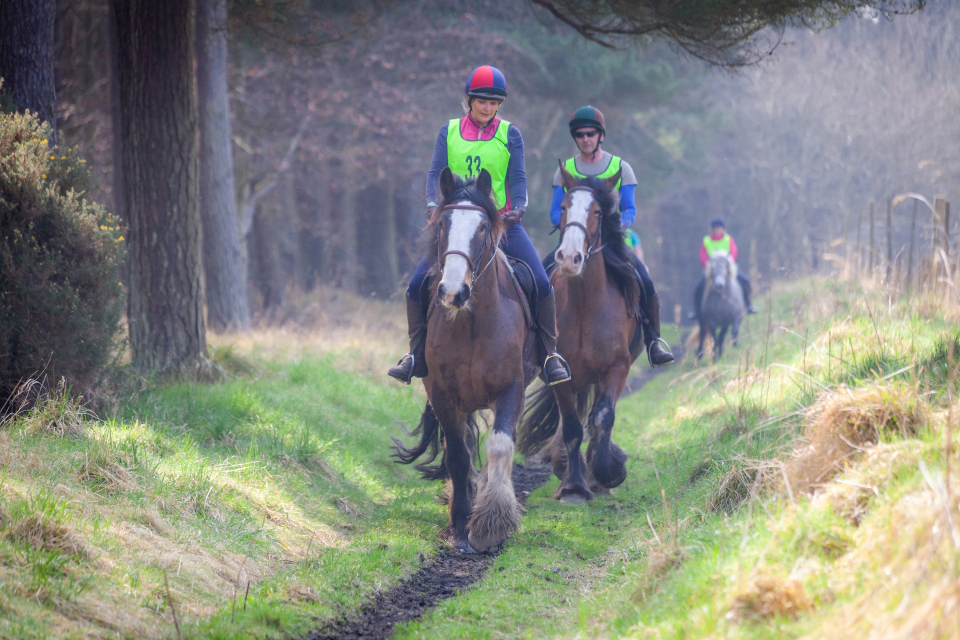 Caroline and Richard Gray take part in an endurance ride at Tentsmuir on their stunning Clydesdales, Higgins and Strathorn Linn.