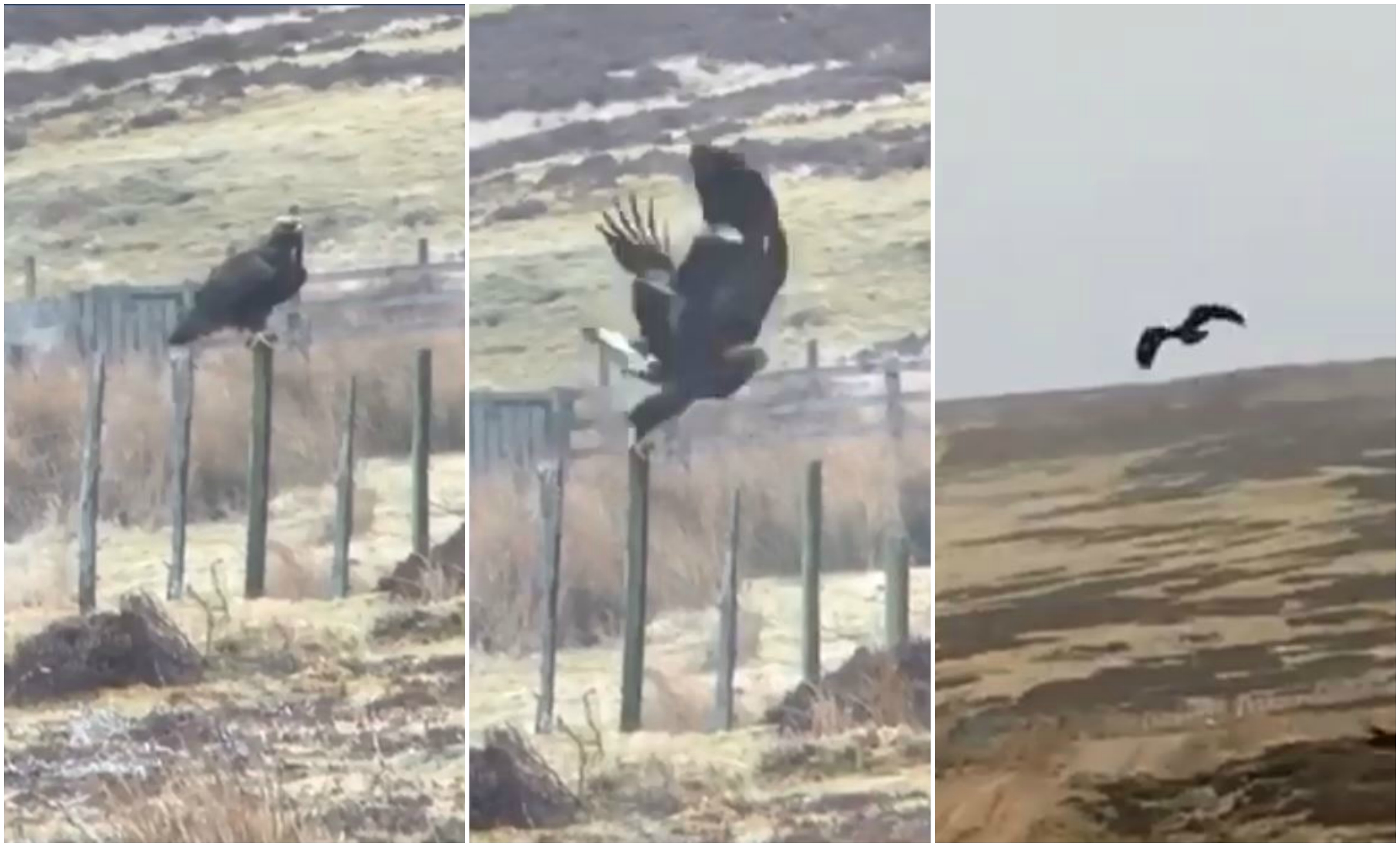 A beatkeeper captured the footage in the Angus Glens