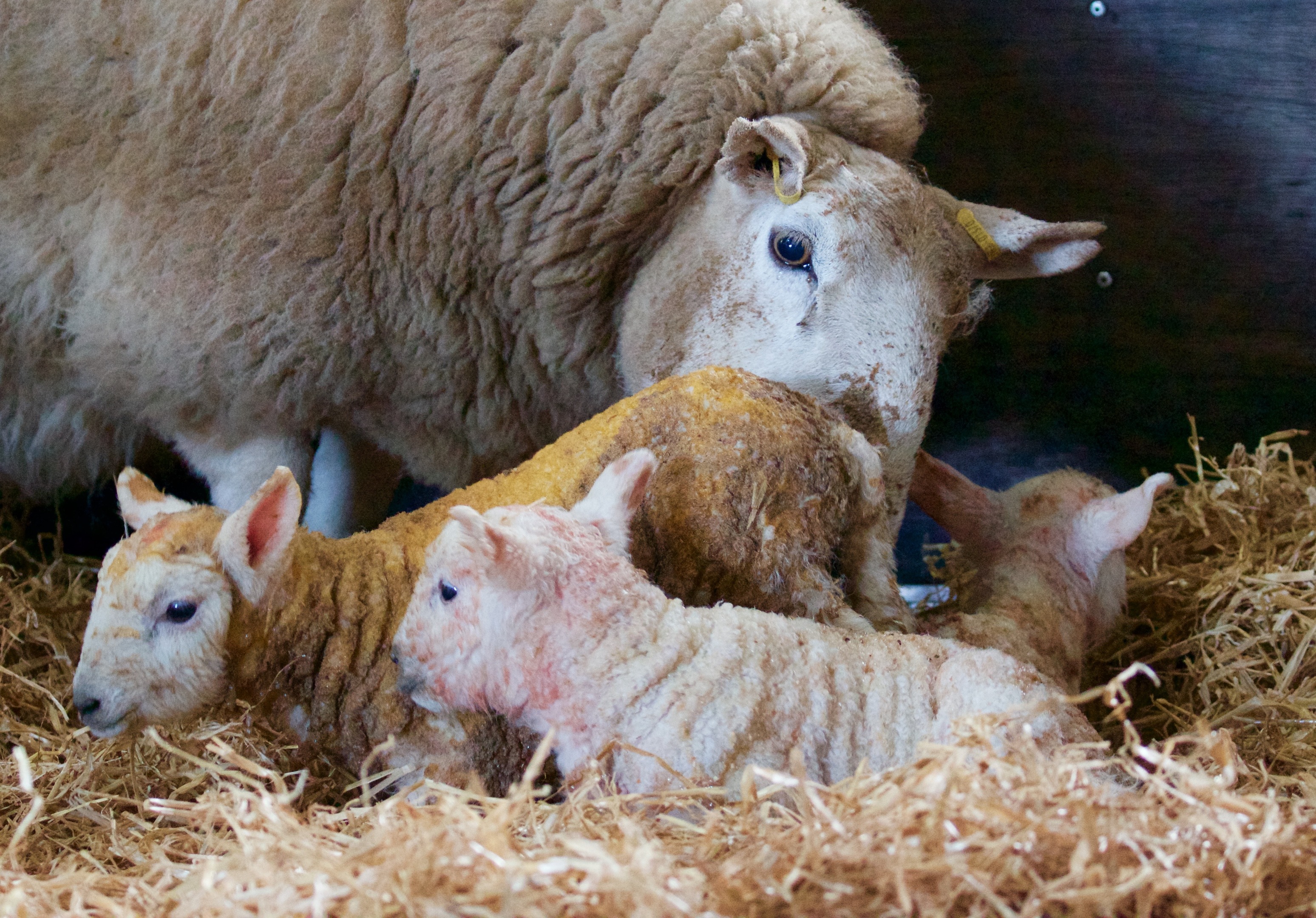 The lambing season is under way for most Scottish farmers.