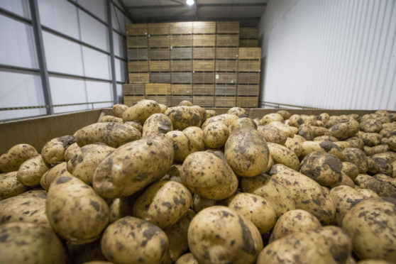 Potato Store loading