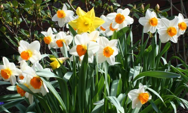 Mixed narcissi